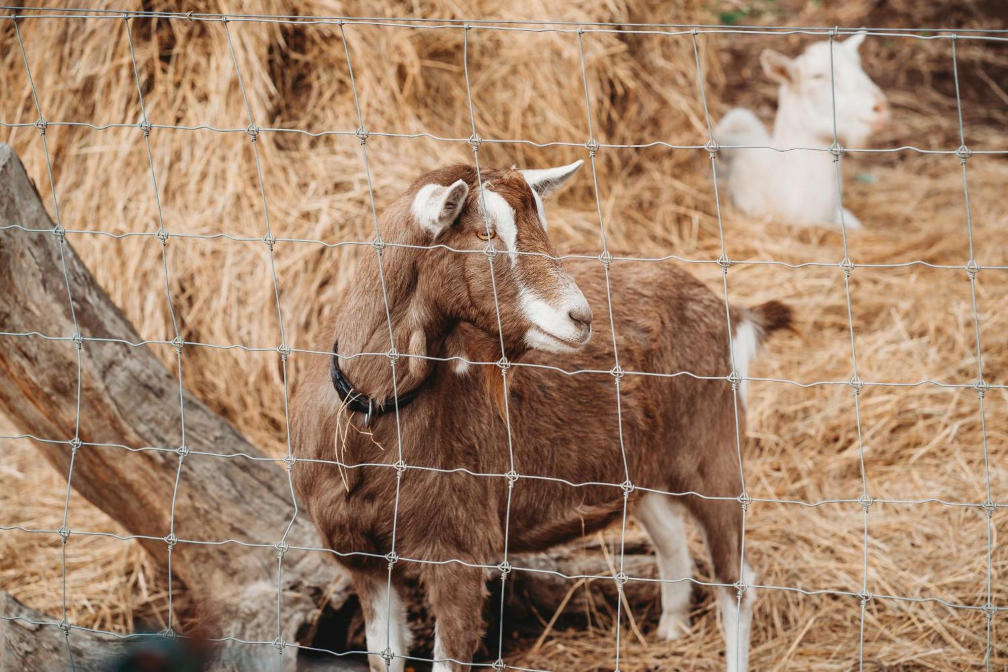 Freshwater Creek Cottages&Farm Stay Torquay Exteriör bild
