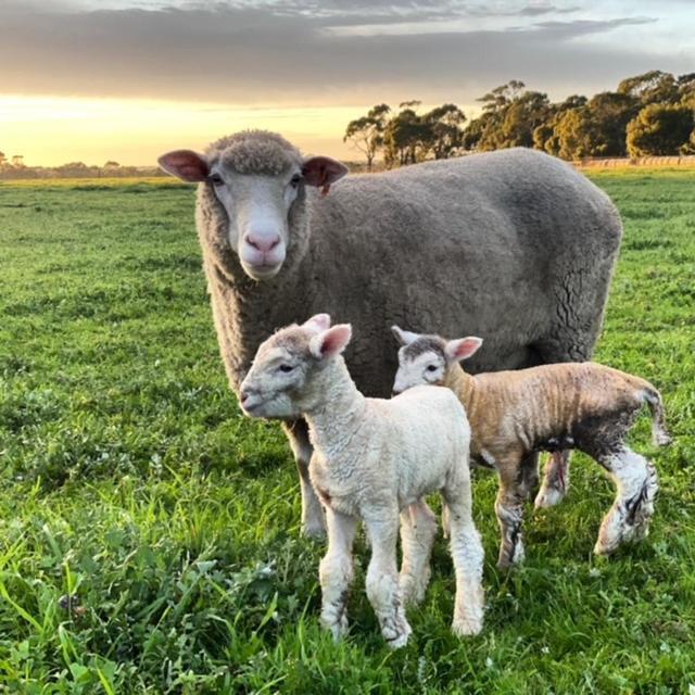 Freshwater Creek Cottages&Farm Stay Torquay Exteriör bild