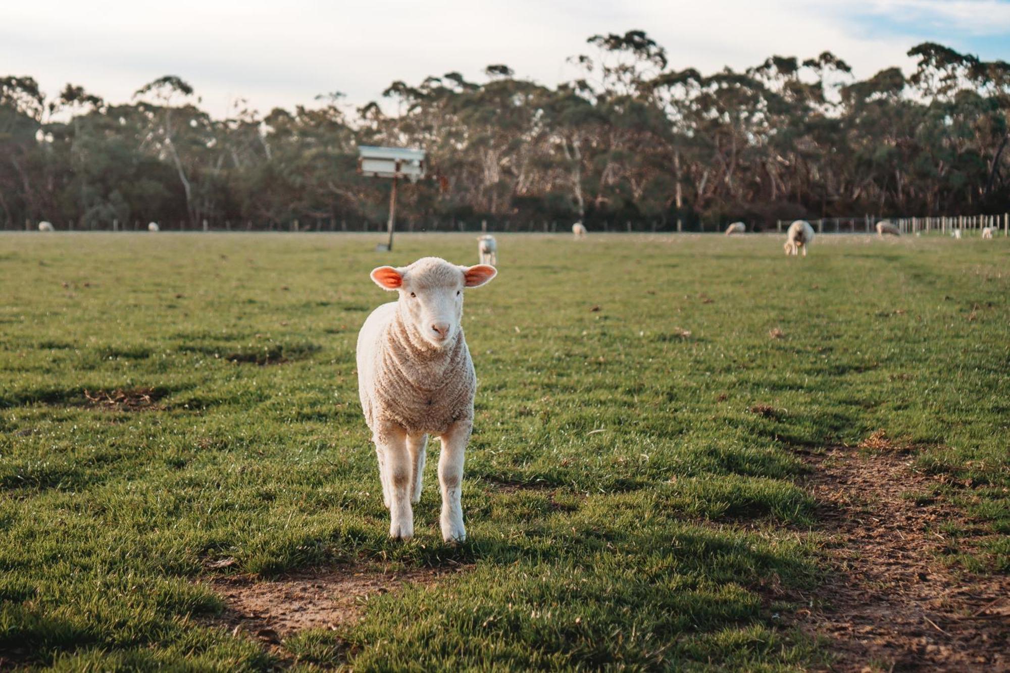 Freshwater Creek Cottages&Farm Stay Torquay Exteriör bild
