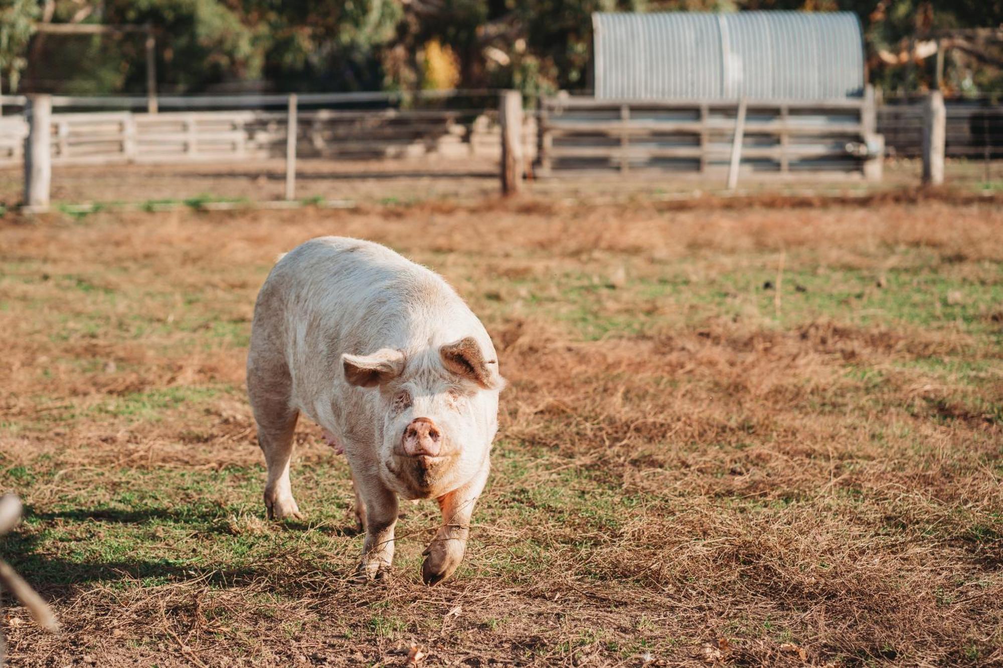 Freshwater Creek Cottages&Farm Stay Torquay Exteriör bild