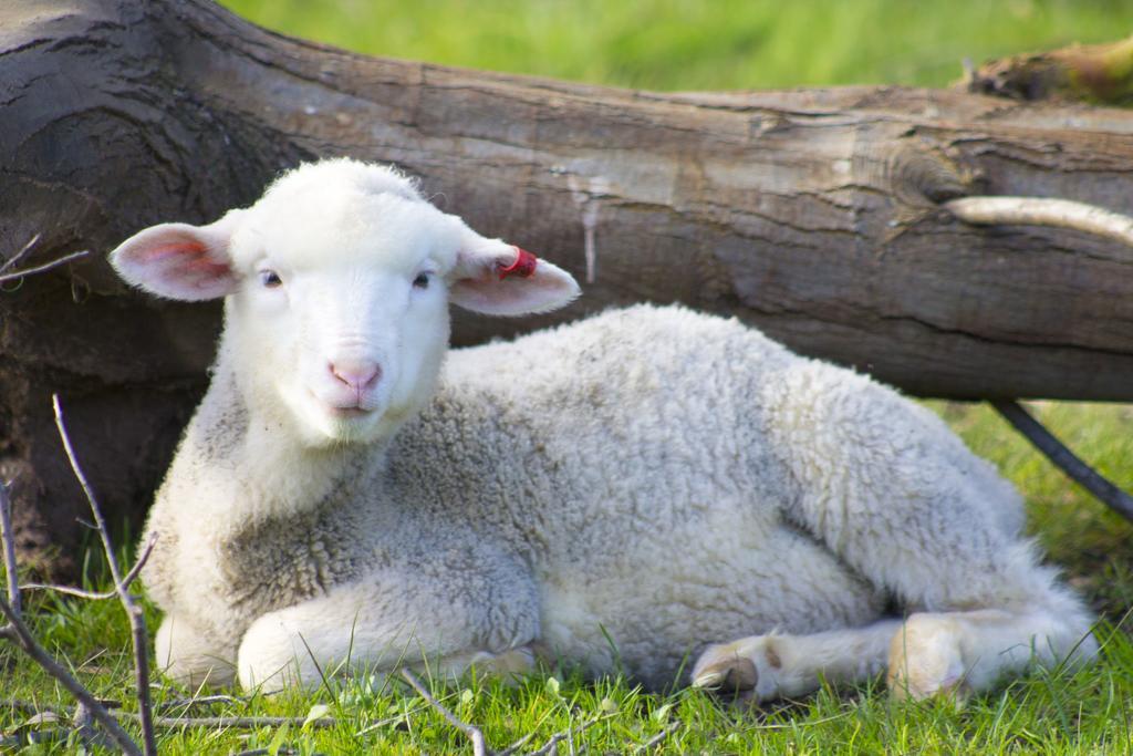 Freshwater Creek Cottages&Farm Stay Torquay Exteriör bild
